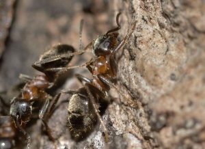 Photo of Ants climbing a tree