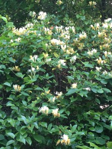 Honeysuckle tree