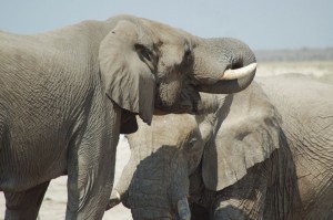 Elephant Tusks