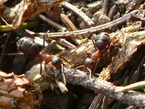 Photo of ants working