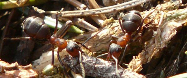 Photo of ants working